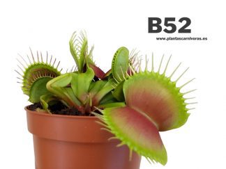 |2x1| Dionaea 'B52' planta