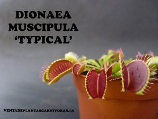 dionaea muscipula typical planta