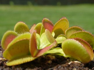 dionaea microdent