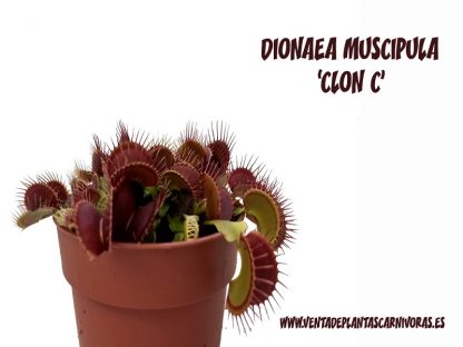 dionaea clon c planta