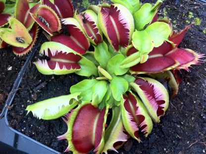 dionaea fuzzy tooth