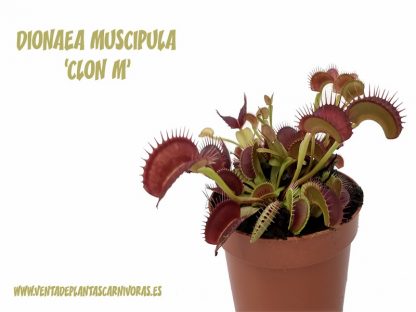 planta carnivora dionaea clon M