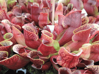 sarracenia purpurea subsp venosa