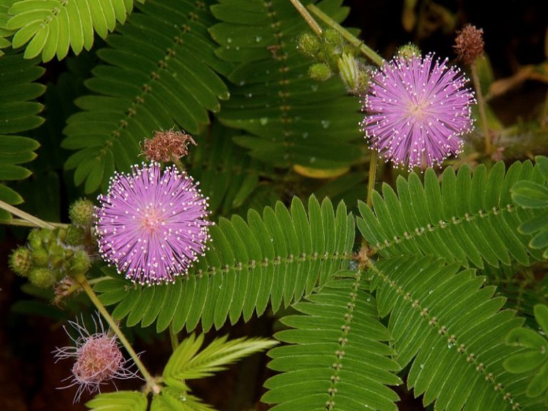 Como Extraer Semillas De Mimosa Pudica