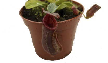 nepenthes lowii x ventricosa