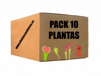 Pack 10 plantas carnívoras