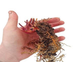 Rizoma Sarracenia 'Algodón'