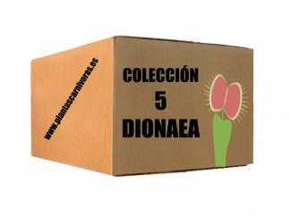 coleccion 5 dionaea