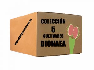 coleccion cultivares dionaea