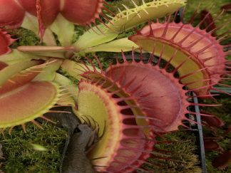 Dionaea 'SD KRONOS' planta